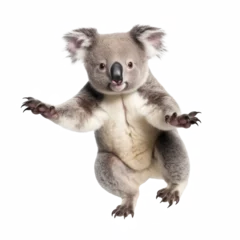 Foto op Plexiglas koala looking isolated on white © Tidarat