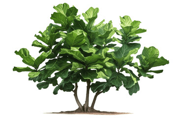 Isolated Fiddle Leaf Fig (Terminalia catappa) from Singapore having Transparent Background, PNG , Generative Ai