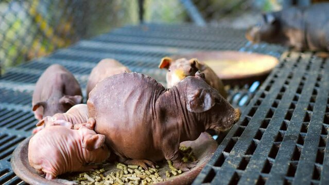 Skinny Pig Family Shares Mealtime Joy: Watch the heartwarming scene as a family of hairless guinea pigs come together to eat from a bowl, showcasing the camaraderie and bond among these adorable pets