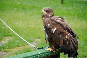 eagle