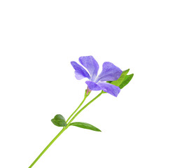 Delicate flower periwinkle minor