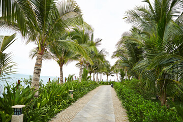 Fototapeta na wymiar palm trees in the garden