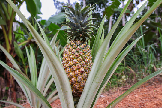 Fresh pineapple on mature fruit trees on the trees is produced in a naturally organic agricultural farm system, fruits of tropical Asian countries.