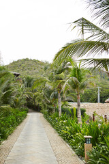 Obraz premium palm trees in the garden