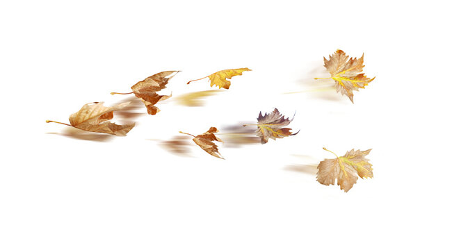 autumn time hours clock  leaves leaf of plane tree in the wind  isolated for  autumn  background