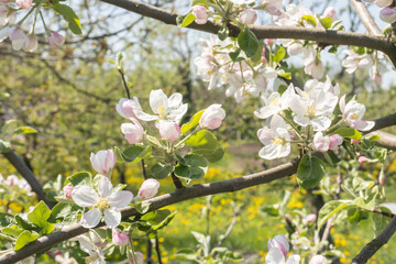 Groups of white blossoms of an apple tree on branches. There are blurred trees and grass in the background