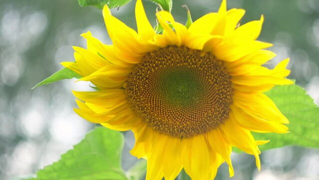 Yellow Sunflower Head Blooming