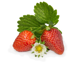 strawberries leaves flowers  on white background