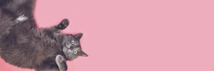 Grey funny cat posing on the pink background