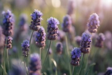 Fototapeta premium Lavender close-up view of purple flowers at sunset on natural field background. Text copy space.