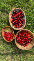 currants and cherries in a bowl