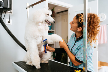 Woman combing the paw of a purebred big white dog in salon