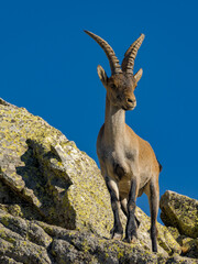 Cabras montesas en la Sierra de Guadarrama