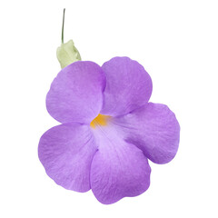 purple flower on transparent background