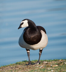 Beautiful close-up of a barnacle goose