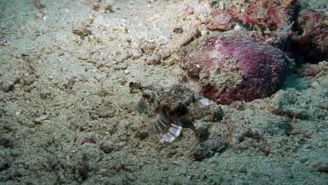 Pegasus seamoth, Eurypegasus draconis fish on underwater seabed. Fish pegasus seamoth, eurypegasus draconis in underwater clean clear water. Pacific Ocean, Philippines.