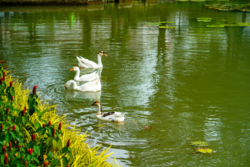 A group of geese is swimming back and forth in the small lake at Lembang Park, Menteng, Central...