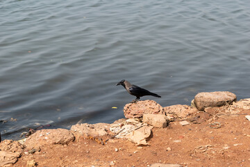 A black crow perched on top of a stone on the banks of a river.