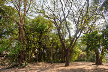 Tall beautiful trees in a green forest in a coastal village near Mangalore in Karnataka.
