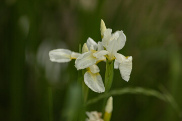 Obraz premium ダッチアイリスの花