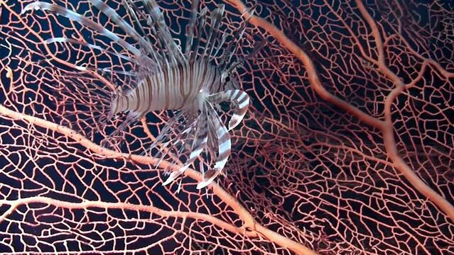 Close-up scorpionfish on coral Gorgonaria in clear water of underwater sea. Scorpion fish lionfish on pink tropical coral Gorgonaria in underwater seabed in marine life of Philippine Sea.