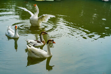 A group of geese is swimming back and forth in the small lake at Lembang Park, Menteng, Central...