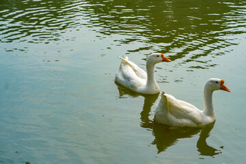 A group of geese is swimming back and forth in the small lake at Lembang Park, Menteng, Central...