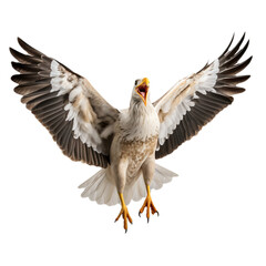Obraz premium Seagull isolated with transparent background.PNG
