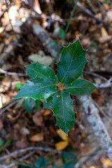 Adorable young cork oak sapling standing tall, symbolizing growth and resilience.