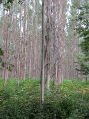 eucalyptus forest with green bushes below