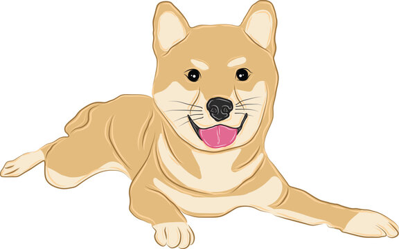 A vector image or illustration of a shiba inu dog lying down smiling and sticking out his tongue.