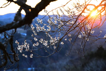 月ヶ瀬梅林の梅