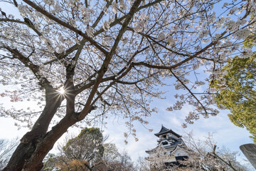 犬山城内庭園から桜と犬山城天守閣