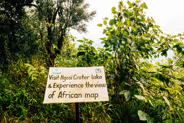 Indigenous  trees growing in the wild at Lake Ngosi crater lake in Mount Rungwe Nature Forest Reserves in Mbeya Region, Tanzania