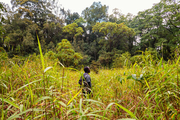 A hiker with a backpack walking on a footpath amidst trees in the dense montane forest at Lake Ngosi in Mbeya Region, Tanzania