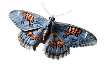 A moth with intricate patterns on its wings, resting on a tree trunk against a transparent background, A moth isolated on white background