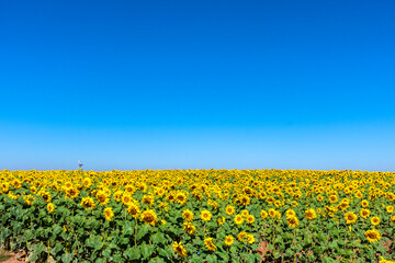 Field of sunflowers under blue sky in plantation in Brazil