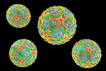 Dengue viruses, 3D illustration