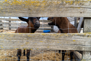 Goats behind a fence, one appears to be nagging at the other. - obrazy, fototapety, plakaty