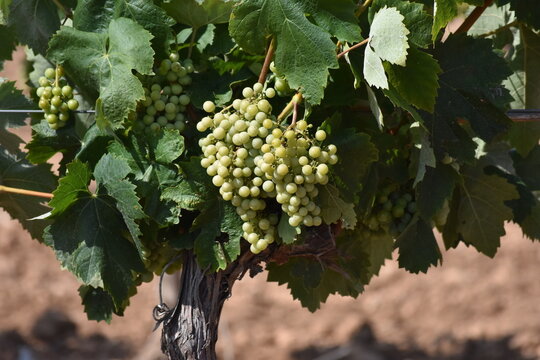 Parra de uvas verdes cultivadas en el Baix Pened&egrave;s