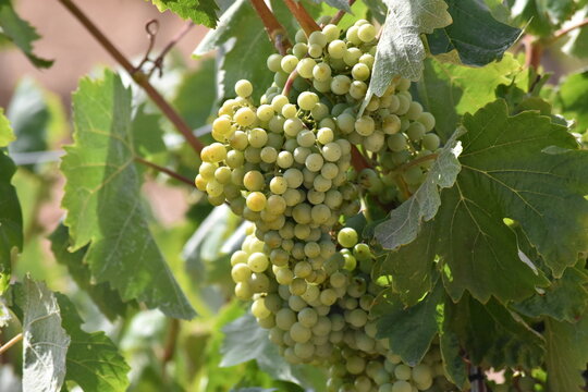 Racimo de uvas bajo el sol de verano