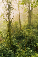 Scenic view of trees in the Montane Ecological zone of Mount Rungwe on a foggy day in Mount Rungwe Nature Forest Reserves in Mbeya Region, Tanzania