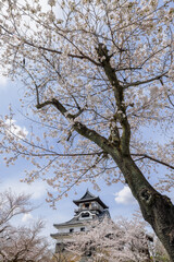 犬山城内庭園から桜と犬山城天守閣