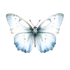 White butterfly isolated on white background