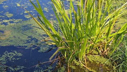 grass and water