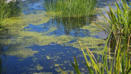 reeds in the lake