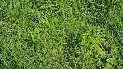 green grass background