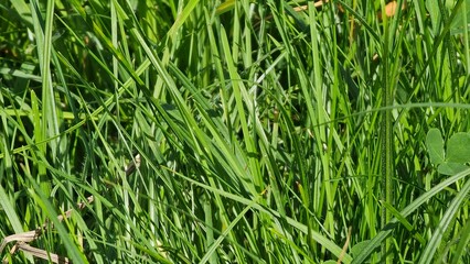 green grass background