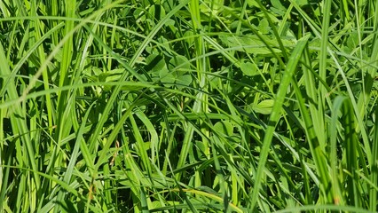 green grass background