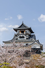 Fototapeta premium 犬山城内庭園から桜と犬山城天守閣